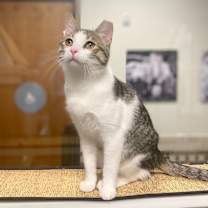 Thumbnail photo of Possum #1