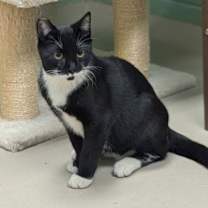 Thumbnail photo of Cyril Figgis - Name Your Own Adoption Fee! #3