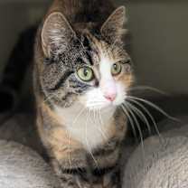 Thumbnail photo of Callie - Bonded with Patches #1