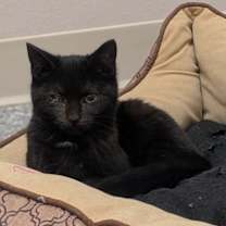 Thumbnail photo of Pumpkin #1