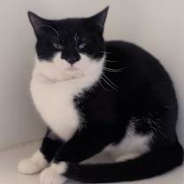 Thumbnail photo of Sweet Potato #1