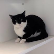 Thumbnail photo of Sweet Potato #2