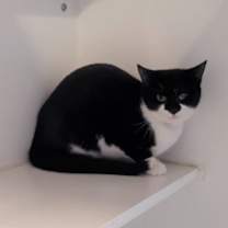 Thumbnail photo of Sweet Potato #3