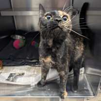 Thumbnail photo of Bellhop #4