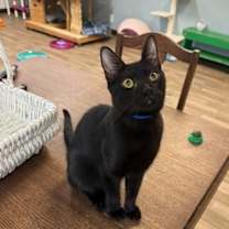 Thumbnail photo of Cat 26853 (Plum) #1