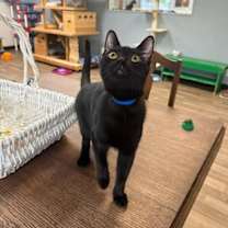 Thumbnail photo of Cat 26853 (Plum) #2