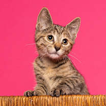 Thumbnail photo of Rockstar Ringo #2