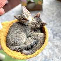 Thumbnail photo of Rockstar Ringo #3