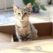 Thumbnail photo of Rockstar Ringo #4