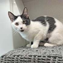 Thumbnail photo of Sadie #4