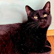 Thumbnail photo of Tally #1