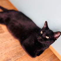 Thumbnail photo of Tally #2