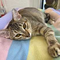 Thumbnail photo of Roxie #1