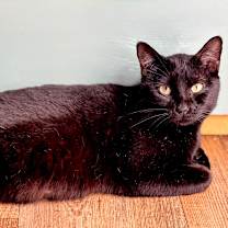 Thumbnail photo of Tally #3