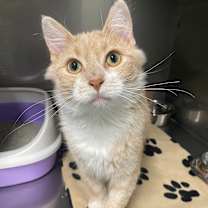 Thumbnail photo of Chai #1