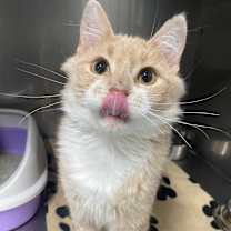 Thumbnail photo of Chai #2