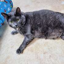 Thumbnail photo of Myka #2