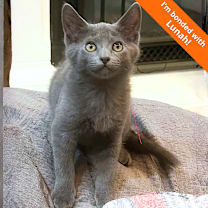 Thumbnail photo of Zeus #1