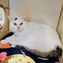 Thumbnail photo of Fluffy #1