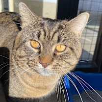 Thumbnail photo of Macho Man #3