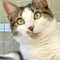 Thumbnail photo of Fizzie #1