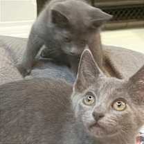 Thumbnail photo of Zeus #2