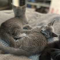 Thumbnail photo of Zeus #3