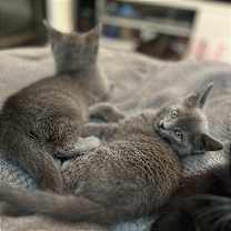 Thumbnail photo of Lunah #3