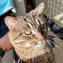 Thumbnail photo of Macho Man #4