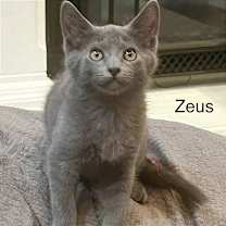 Thumbnail photo of Zeus #4