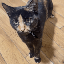 Thumbnail photo of Sadie #4