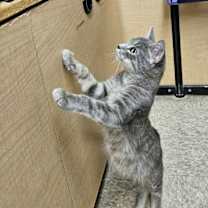 Thumbnail photo of Willie #3