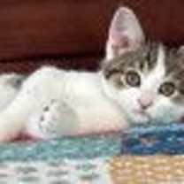 Thumbnail photo of Burrito #1