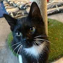 Thumbnail photo of C.T. #1