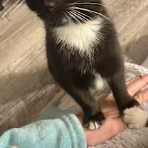 Thumbnail photo of C.T. #3