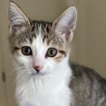 Thumbnail photo of Fauna #1