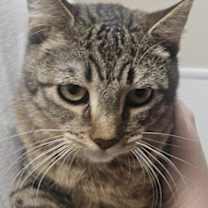 Thumbnail photo of Evening #1