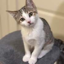 Thumbnail photo of Fauna #2