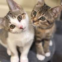 Thumbnail photo of Flora #3