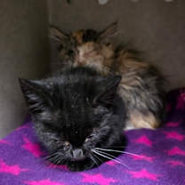 Thumbnail photo of 59960331 #2