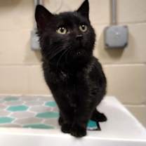 Thumbnail photo of Atticus #2