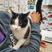 Thumbnail photo of Mochi #1