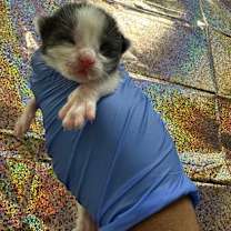 Thumbnail photo of Mochi #2