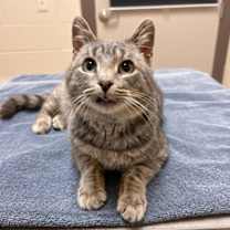 Thumbnail photo of Marsellus #1