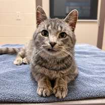 Thumbnail photo of Marsellus #2