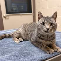 Thumbnail photo of Marsellus #3