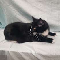 Thumbnail photo of Casper #2