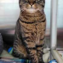 Thumbnail photo of Wizard of Paws #1