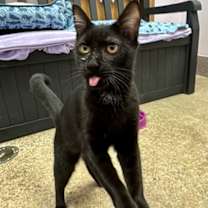 Thumbnail photo of Beanie #2