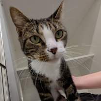 Thumbnail photo of Curly Joe #1